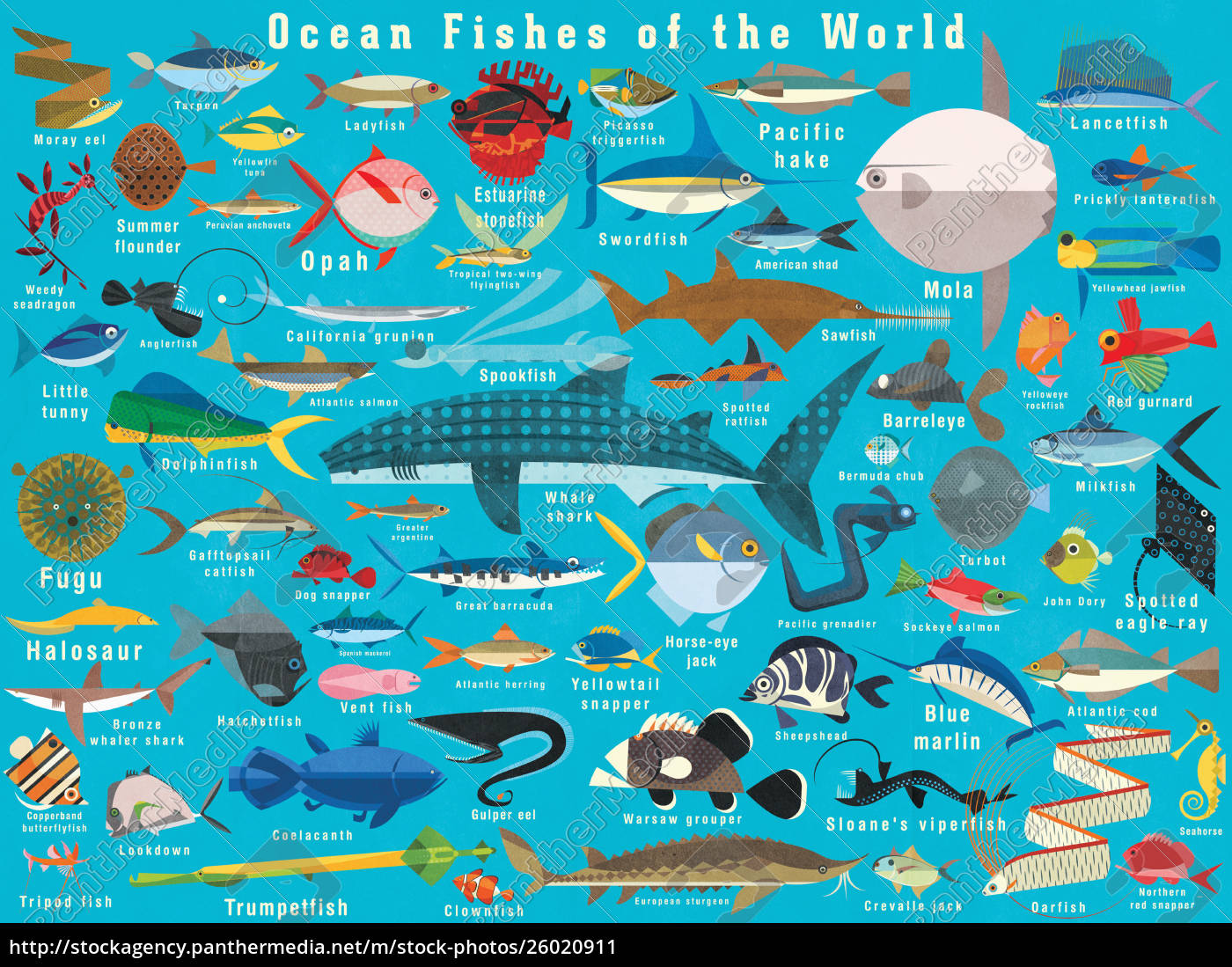 Illustration Of Lots Of Ocean Fish From Around The Rights Managed Image 26020911 Panthermedia Stock Agency