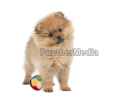 Cute standing pomeranian puppy with a ball at a white - Royalty free image  #26040135 | PantherMedia Stock Agency