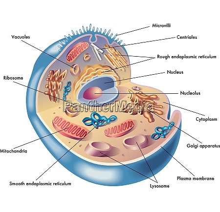 Human Cell Model For Kids