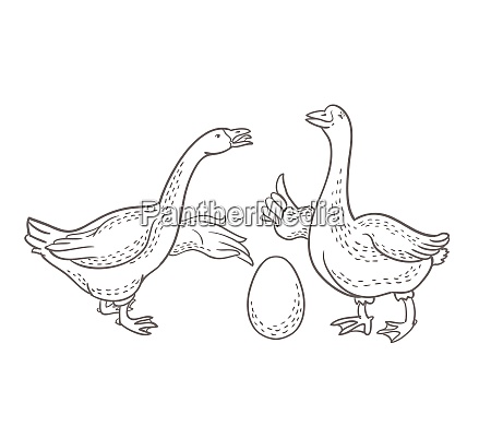 Two geese goose egg outline drawing cartoon funny - Royalty free photo  #26156188 | PantherMedia Stock Agency