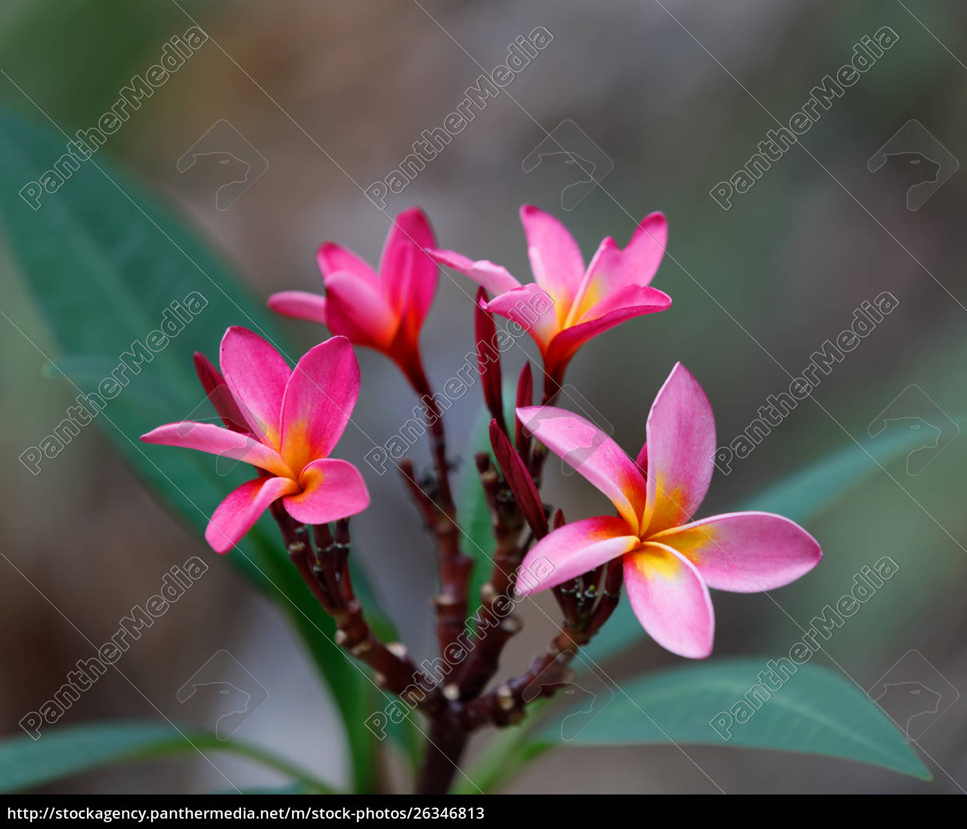 Pink Flowers Frangipani Plumeria Madagascar Royalty Free Image 26346813 Panthermedia Stock Agency