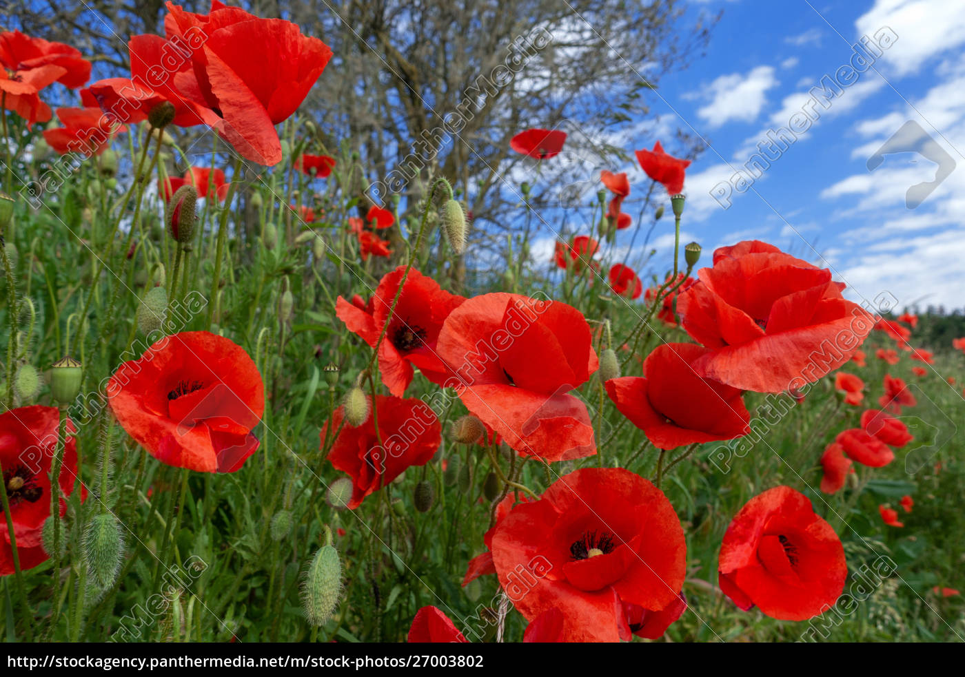 Closeup Of Red Corn Poppies On A Slope In Front Of A Stock Image Panthermedia Stock Agency