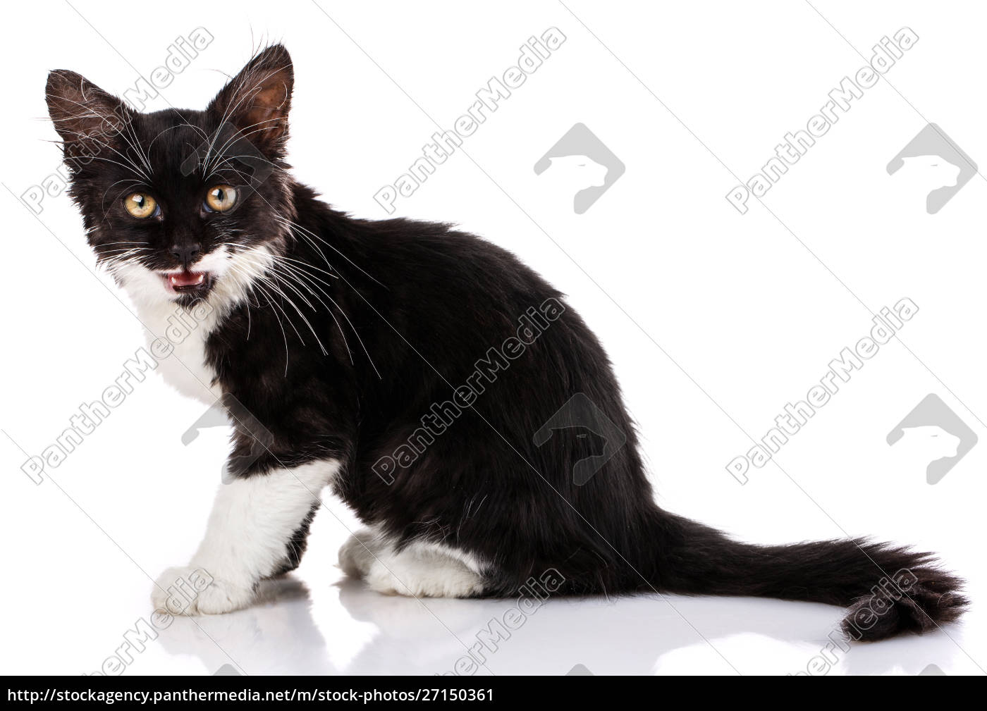Black And White Kitten Isolated On White Background Stock Photo 27150361 Panthermedia Stock Agency,Anniversary Ideas