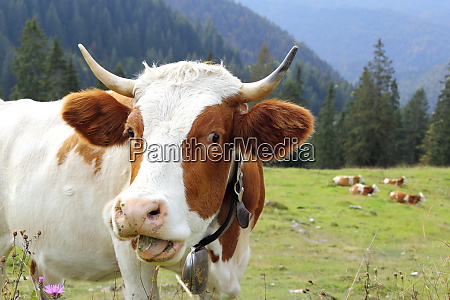 funny looking milk cow is speaking - Royalty free image #27229095 |  PantherMedia Stock Agency