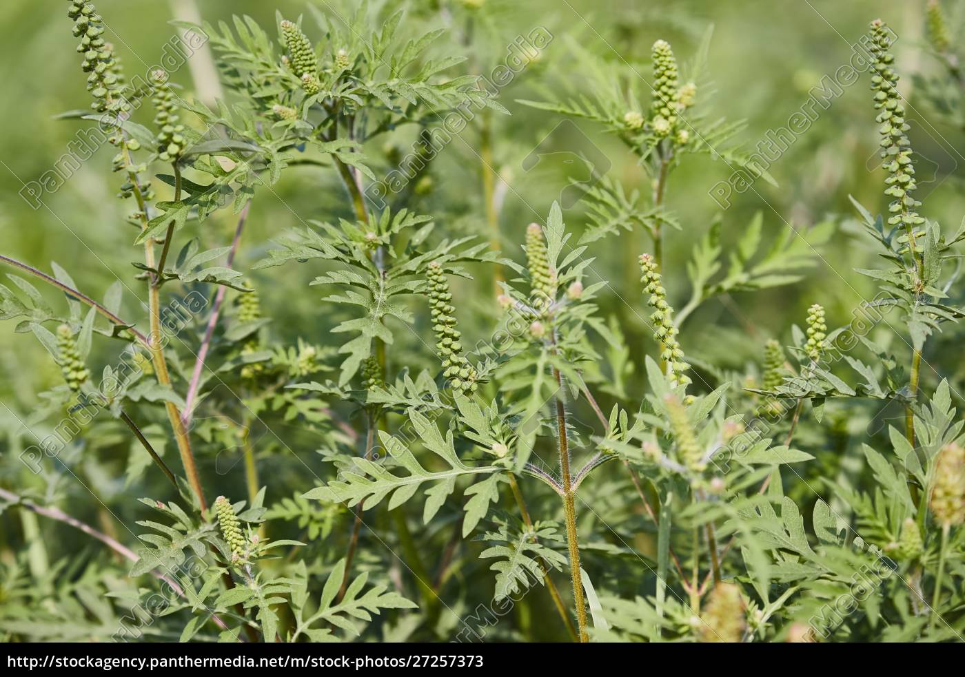 Ragweed Closeup Common Allergy Plant Royalty Free Image 27257373 Panthermedia Stock Agency 4107