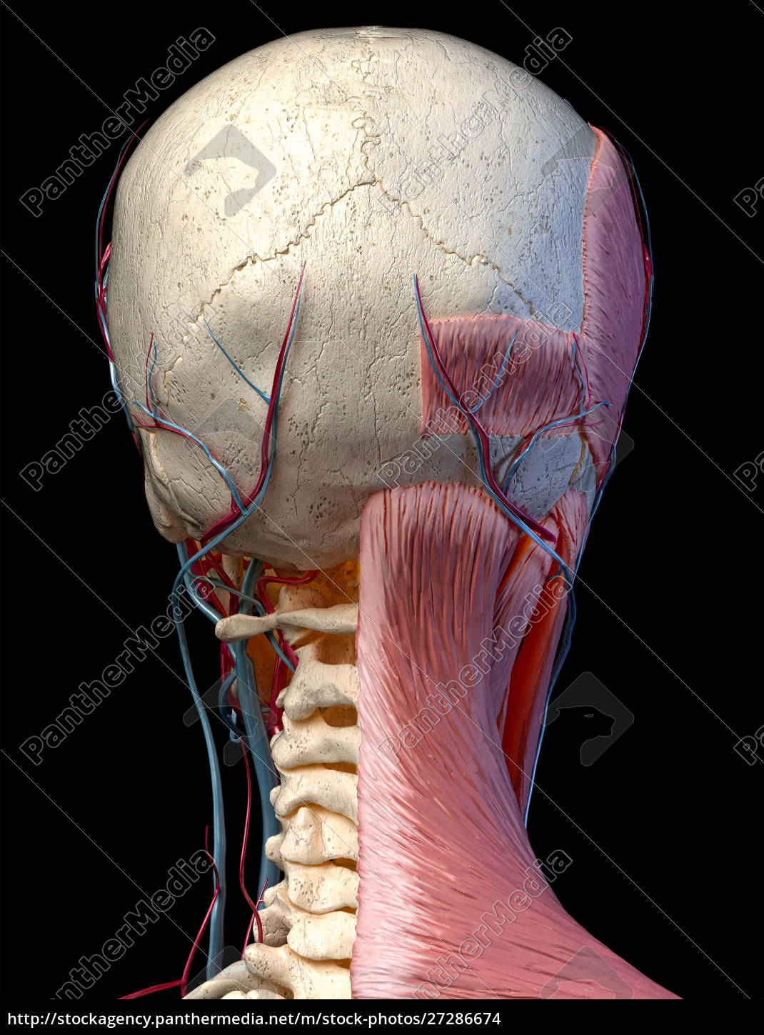 3d Anatomy Illustration Of Human Head With Skull Royalty Free Image Panthermedia Stock Agency