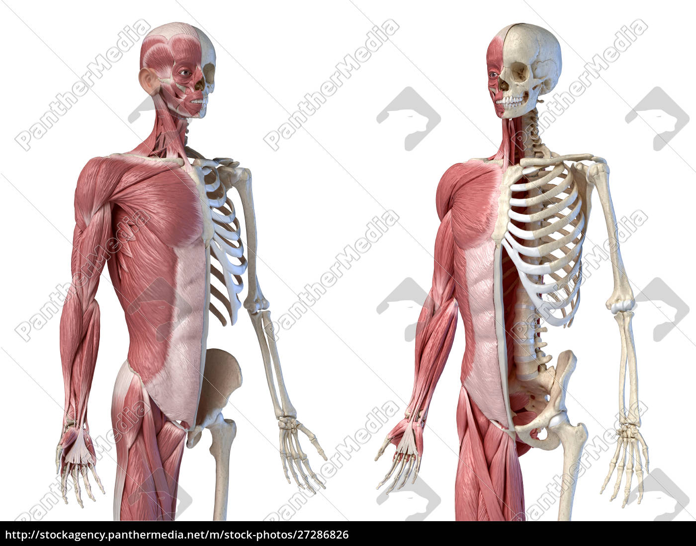 Human male anatomy 3/4 figure muscular and skeletal - Stock image