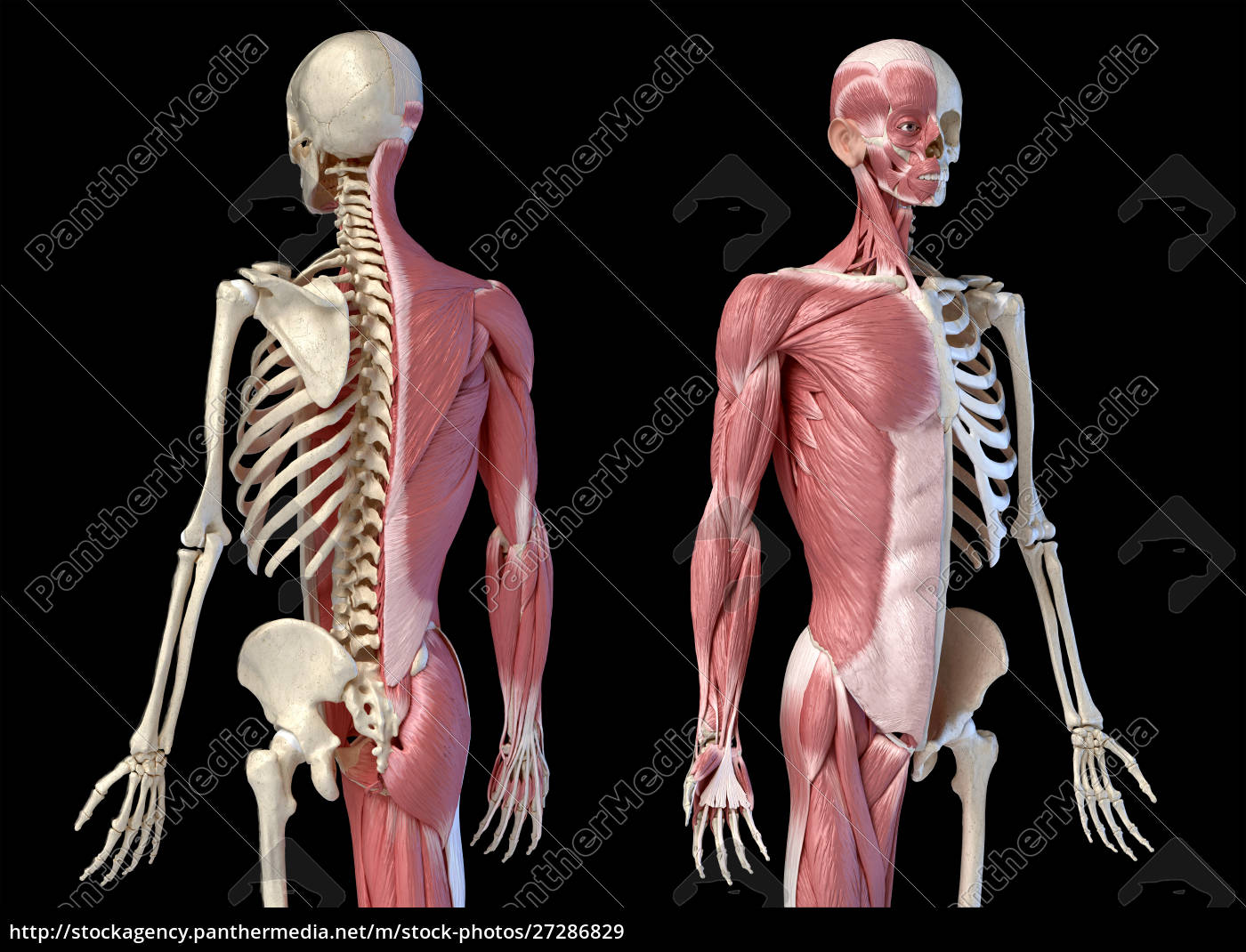 Anatomy of male human skeleton, front view and back view  Human skeleton,  Skeleton anatomy, Human skeleton anatomy