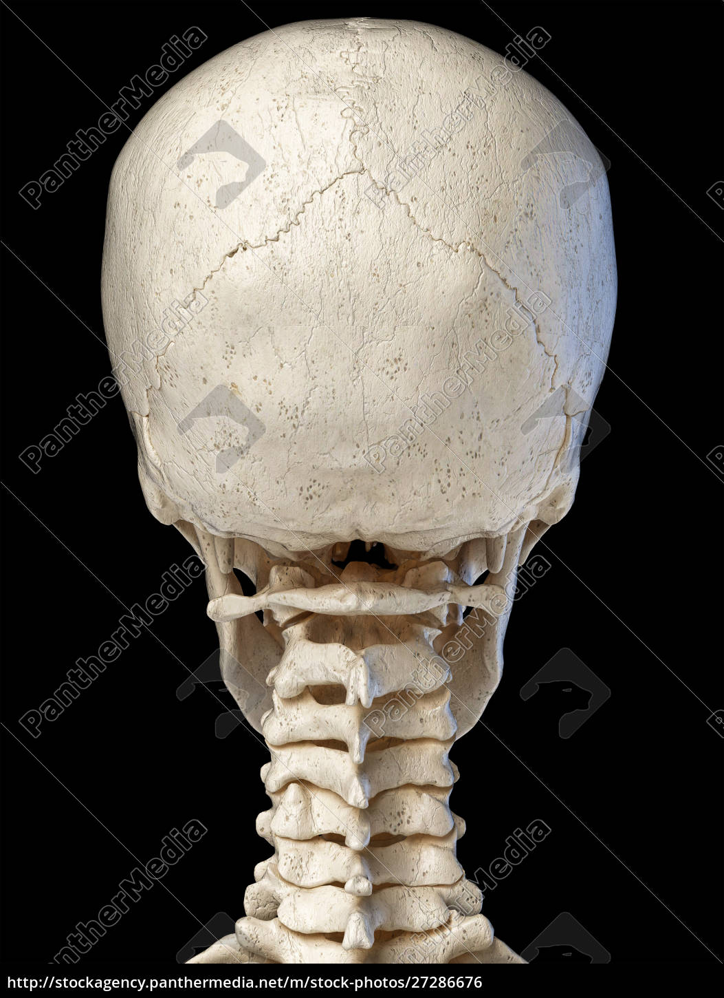 Human Skull Viewed From The Back Royalty Free Photo Panthermedia Stock Agency