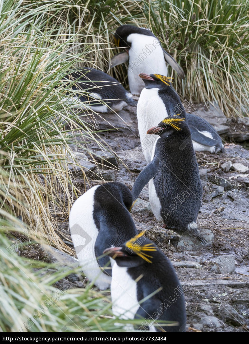 Macaroni Penguin Eudyptes chrysolophus standing in - Royalty free photo ...