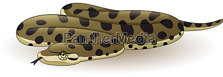 Cartoon anaconda snake on white background - Stock image #28171418 |  PantherMedia Stock Agency