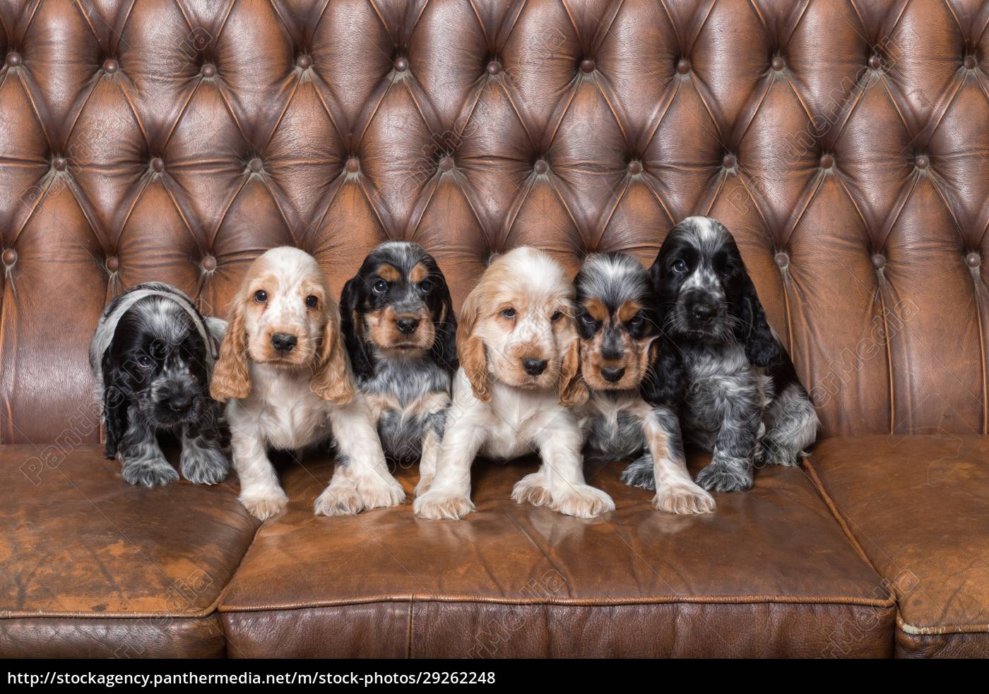 Purebred english cocker store spaniel