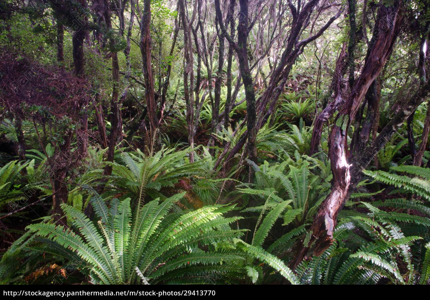 Rainforest with crown ferns. - Royalty free image - #29413770 ...