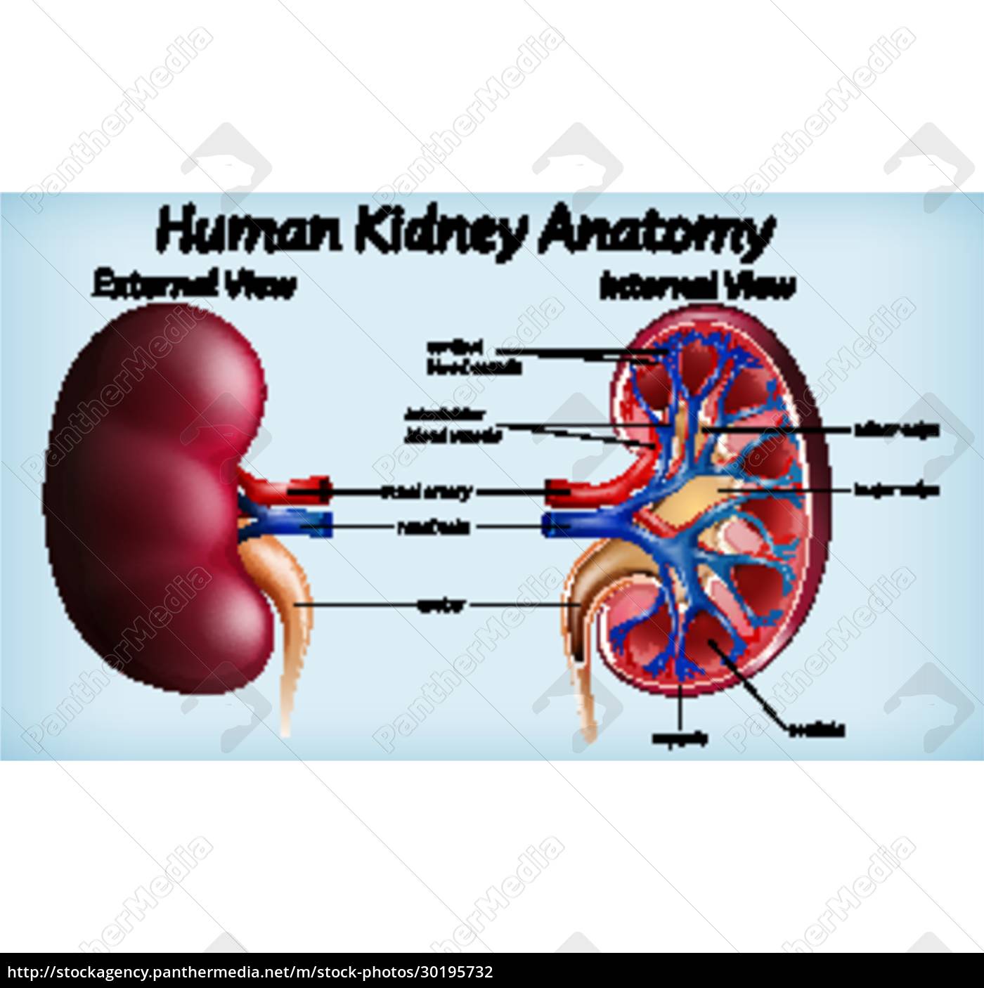 Human kidney anatomy diagram - Royalty free photo #30195732 ...