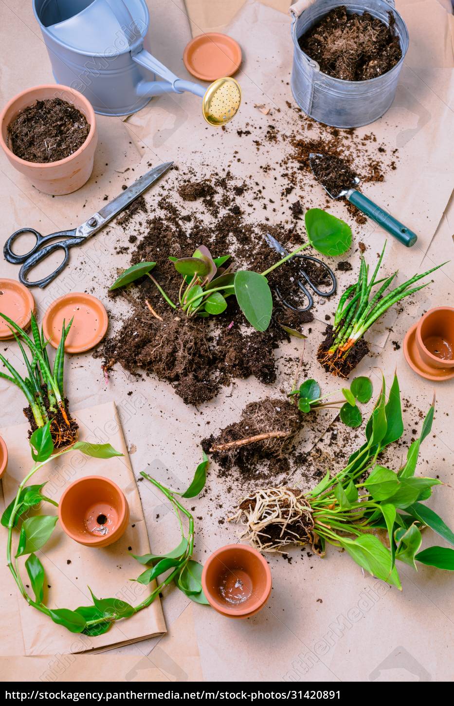 Plant propagation and replanting house plant concept - Stock Photo ...